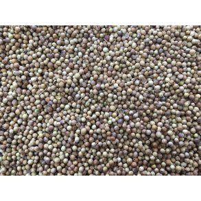 Koriander Hel   100Gr