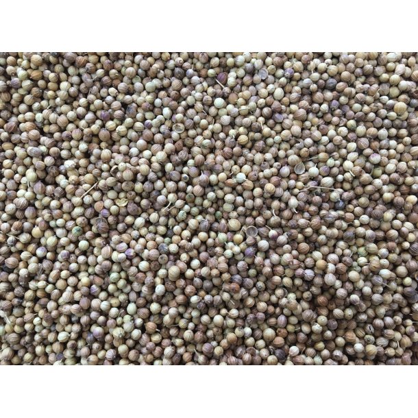 Koriander Hel   100Gr